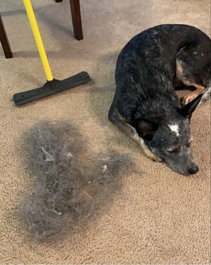 Remove Pet Hairs From Carpet